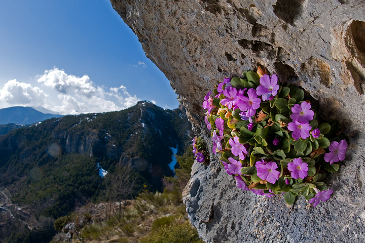 Primula allionii, di Allioni, primula rara, fiori di montagna